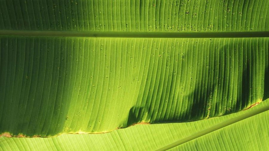 Ilustrasi daun pisang. (Freepik)