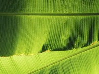 Tanda Kiamat Sudah Dekat Makin Nyata, Dapat Dilihat Jelas dari Daun