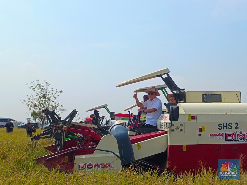Menko Pangan Zulkifli Hasan blusukan ke Subang, nyebur ke sawah buat panen raya. (CNBC Indonesia/Martyasari Rizky)