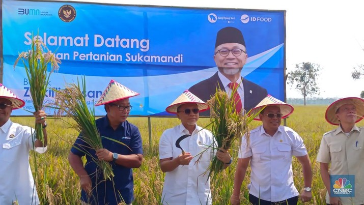 Menko Pangan Zulkifli Hasan blusukan ke Subang, nyebur ke sawah buat panen raya. (CNBC Indonesia/Martyasari Rizky)