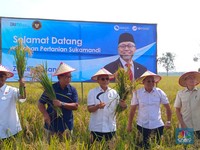 Turun ke Sawah Hingga Naik Mesin Combine, Zulhas Panen Raya di Subang