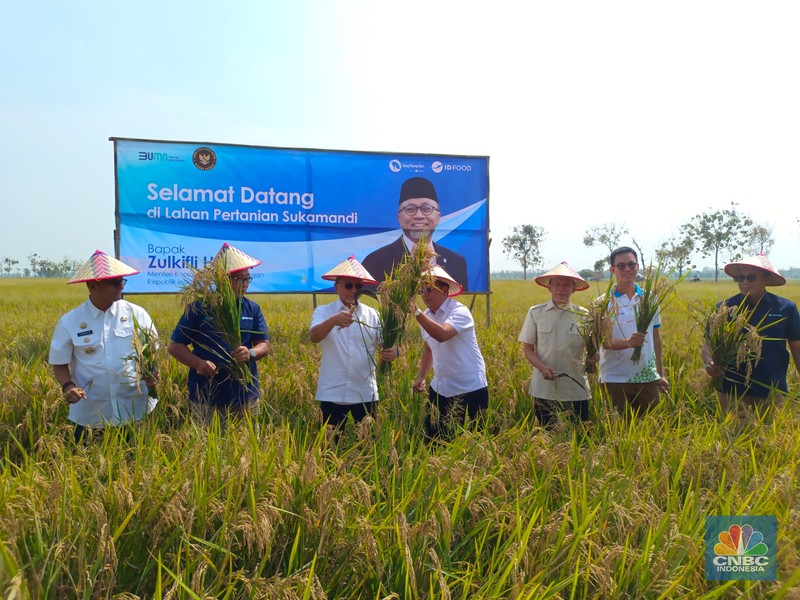 Menko Pangan Zulkifli Hasan blusukan ke Subang, nyebur ke sawah buat panen raya. (CNBC Indonesia/Martyasari Rizky)