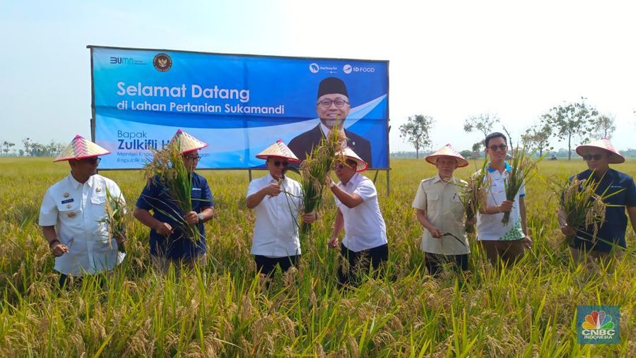 Menko Pangan Zulkifli Hasan blusukan ke Subang, nyebur ke sawah buat panen raya. (CNBC Indonesia/Martyasari Rizky)