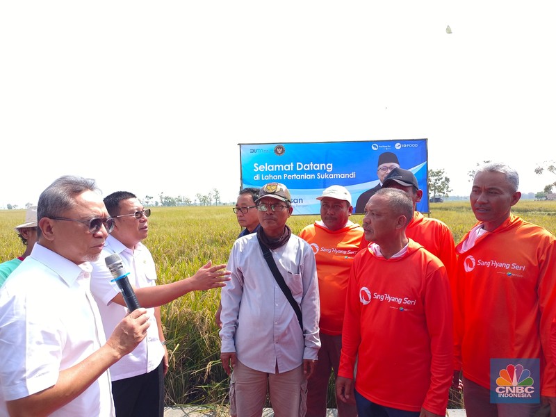 Menko Pangan Zulkifli Hasan blusukan ke Subang, nyebur ke sawah buat panen raya. (CNBC Indonesia/Martyasari Rizky)