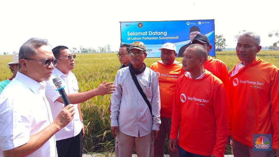 Menko Pangan Zulkifli Hasan blusukan ke Subang, nyebur ke sawah buat panen raya. (CNBC Indonesia/Martyasari Rizky)