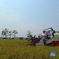 Panen Raya Beras Segera Tiba, Pemerintah Waspada Ada Ancaman Ngeri Ini