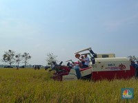Potret Zulhas Blusukan ke Subang, Nyebur ke Sawah-Naik Mesin Combine