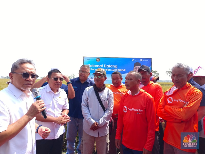 Menko Pangan Zulkifli Hasan blusukan ke Subang, nyebur ke sawah buat panen raya. (CNBC Indonesia/Martyasari Rizky)