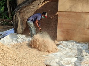 HTI untuk Biomassa RI Diklaim Tak Picu Deforestasi