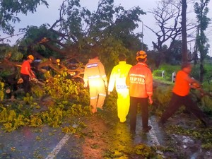 Pohon Besar Tumbang Diterjang Hujan dan Angin Kencang di Madiun