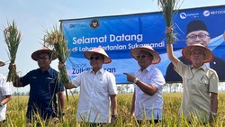 Yakin Produksi Beras Bisa Tembus 37 Juta Ton/Tahun, Zulhas: RI Nggak Impor Lagi