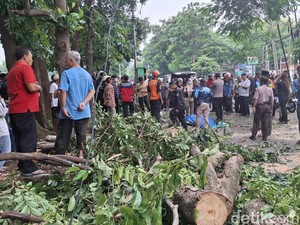 Pemotor Tewas Tertimpa Pohon Tumbang di Jalan Tentara Pelajar Bogor