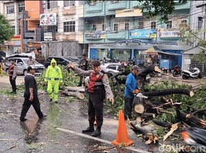 Sejumlah Pohon di Palembang Tumbang Akibat Hujan Deras, Sempat Tutupi Jalan