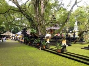 Desa Tajun, Pusat Produksi Cengkeh di Bali Utara