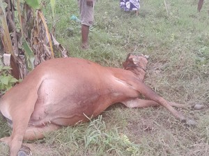 50 Sapi di Boalemo Gorontalo Mati Mendadak, Diduga Keracunan