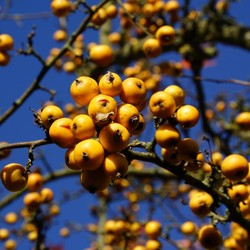 Buah Asal RI Ini Jadi Buruan Asing Sebagai Obat Kanker Hingga Rematik