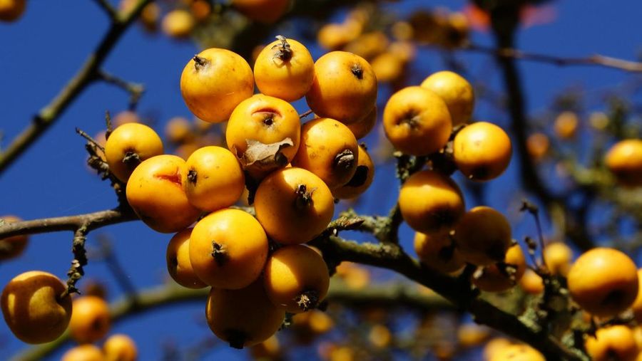 Golden Berry. (Stefan Camps/Pexels)
