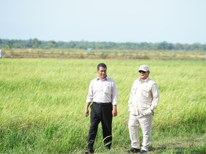 Anggaran Swasembada Pangan Prabowo Rp 146 T: buat Makan Bergizi-Cetak Sawah