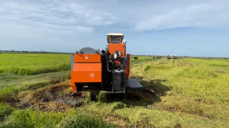 Presiden Prabowo Subianto mengunjungi sawah di Merauke untuk program Swasembada Pangan (Foto: Dok. Kementan)