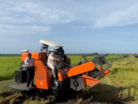 Prabowo Turun ke Sawah, Cek Program Swasembada Pangan di Papua