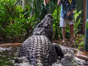 Penyebab Buaya Raksasa Berusia 120 Tahun Mati Baru Terungkap