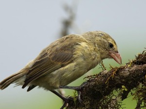 4 Burung Paling Cerdas di Dunia: Fakta Menarik yang Harus Diketahui