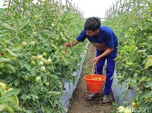 Ade Menuai Berkah dari Lahan Tidur
