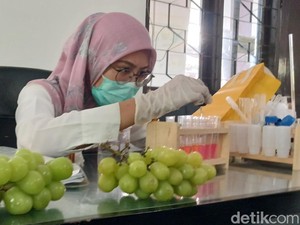 Rapid Test Anggur Muscat di 5 Toko Kota Pasuruan, Begini Hasilnya