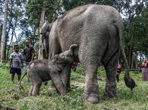 Momentum Hari Gajah, Pakar IPB Ingatkan PR Berat Selamatkan Gajah Indonesia
