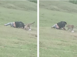 Niat Mau Healing, eh Malah Jadi Korban Macan Tutul