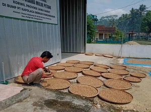 Kala Harga Kapulaga di Pangandaran Anjlok di Musim Panen