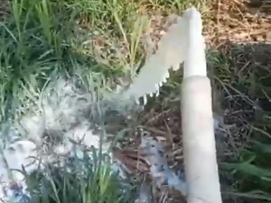 Video Viral Peternak Buang Susu Sapi, Komisi IV Colek Prabowo-Mentan