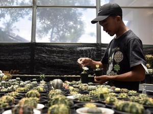 Syarat dan Cara Daftar Program Petani Milenial dari Kementan