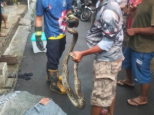 Cerita Ular Piton 2,5 Meter Nongol Saat Warga Bikin Video Banjir di Klaten