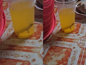 Diteguk Setengah Gelas, Pria Ini Baru Sadar Ada Cicak dalam Es Jeruknya