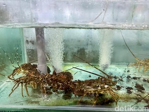 Keren! Lobster dari Desa Bangsring Banyuwangi Diekspor ke China