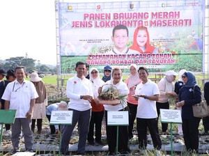 Pemkot Semarang dan BRIN Panen Bawang Merah Lokananta dan Maserati