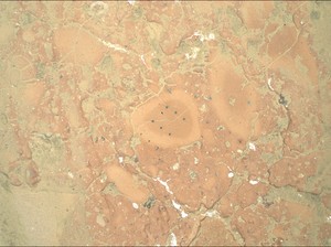 Mantan Karyawan SpaceX Siap Bangun Infrastruktur di Mars