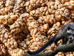 7 Jenis Kopi Terlangka di Dunia, Ada yang dari Indonesia!