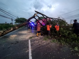Hujan Angin Terjang 4 Kecamatan di Lamongan, Pohon Tumbang-Rumah Rusak