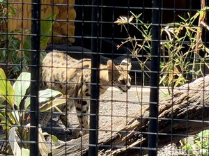 Mengenal Kucing Serval dan Caracal, Satwa Eksotis Koleksi KBS