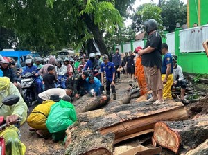 Pohon Tumbang di Bogor, Akses Cileungsi-Klapanunggal Sempat Terhalang