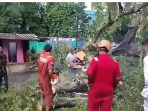 Pohon Tumbang Tutup Jalan di Depok, Lalin Dialihkan
