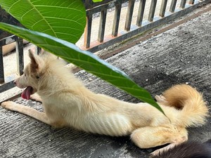 Tega! 5 Anjing Dikunci 5 Bulan di Rumah Kosong Jimbaran, 2 Mati Kelaparan