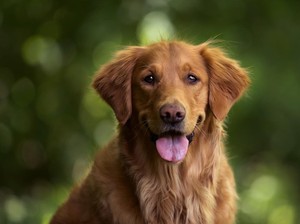 Sejak Kapan Manusia dan Anjing Berteman? Ini Penjelasan Studinya