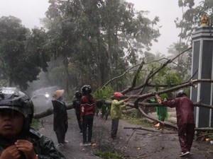 Angin Kencang Terjang Sleman Utara, Pohon Tumbang-Tiang Listrik Ambruk