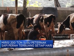 Video: Miris! 200 Ton Susu Peternak Sapi Perah Terbuang Setiap Hari