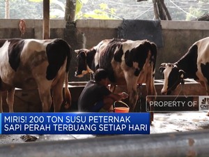 Video: Miris! 200 Ton Susu Peternak Sapi Perah Terbuang Setiap Hari