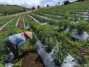 Harga Cabai Hijau di Pagar Alam Anjlok Nyaris 50%, Petani Menjerit