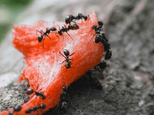 Bagaimana Semut Bisa Menemukan Makanan? Ternyata Caranya Begini